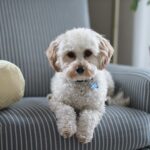 White shih tzu puppy on fabric sofa chair